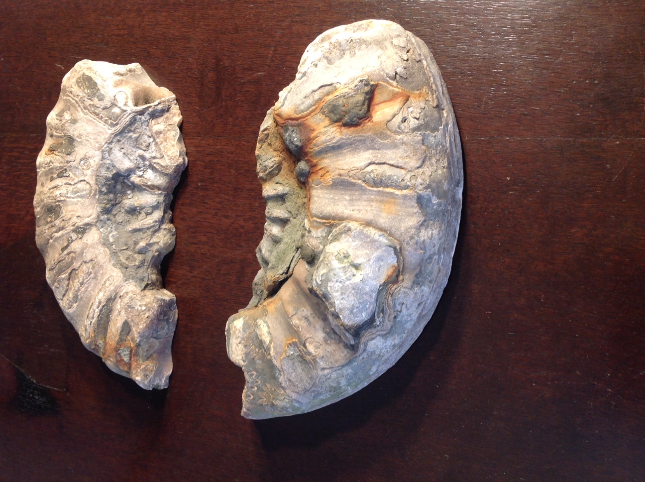 Ammonite, Crestaceous Period