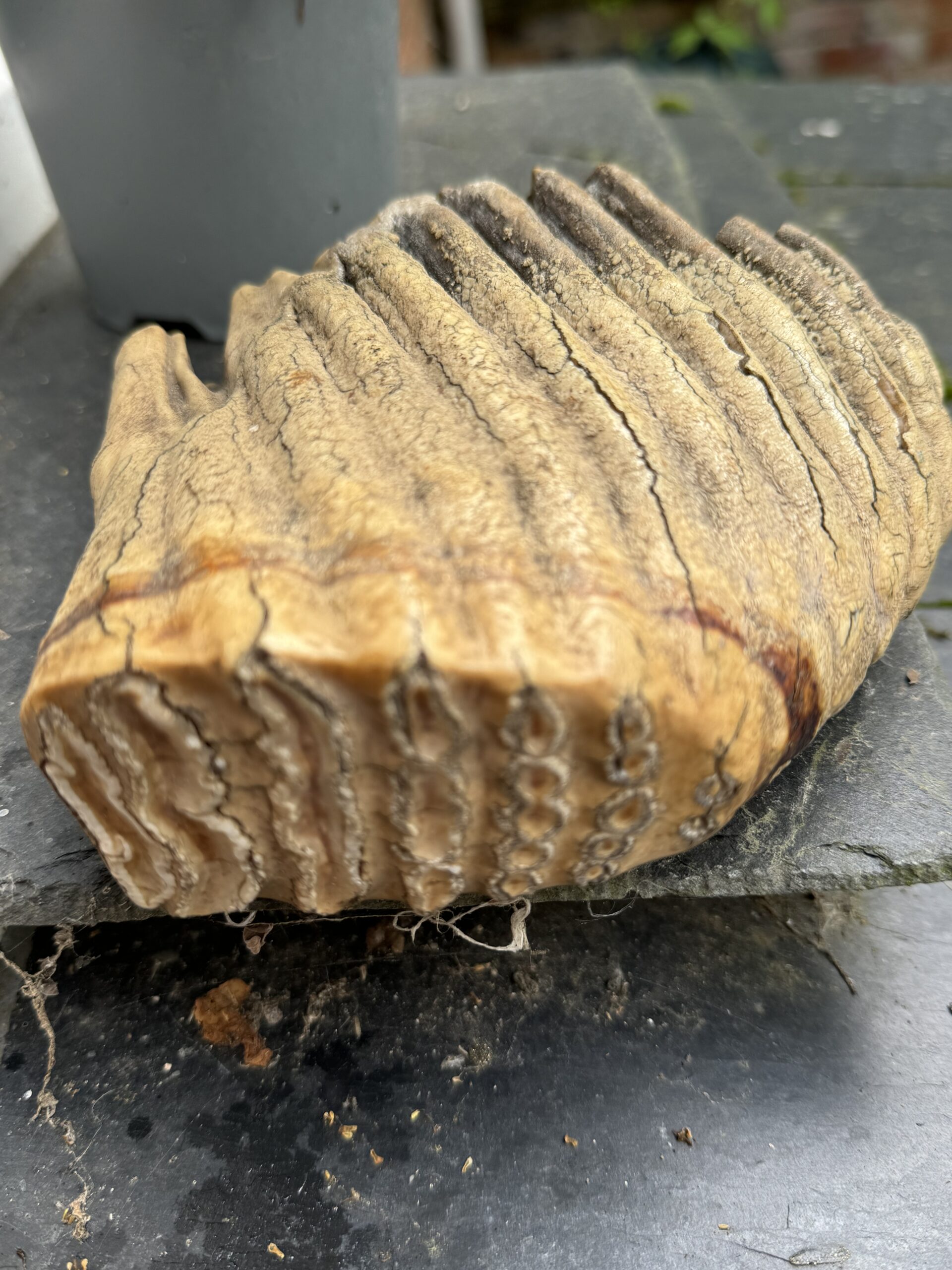 Woolly Mammoth tooth ( molar)  circa 2,976 BC.